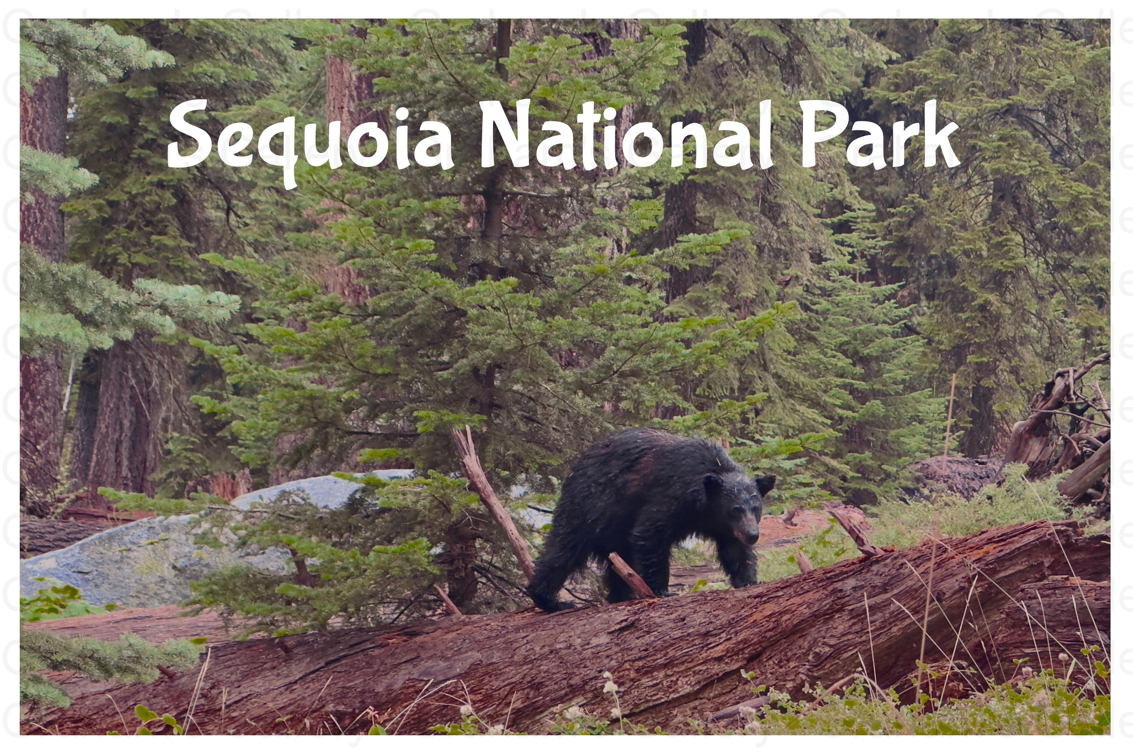 Black Bear – Sequoia National Park Front