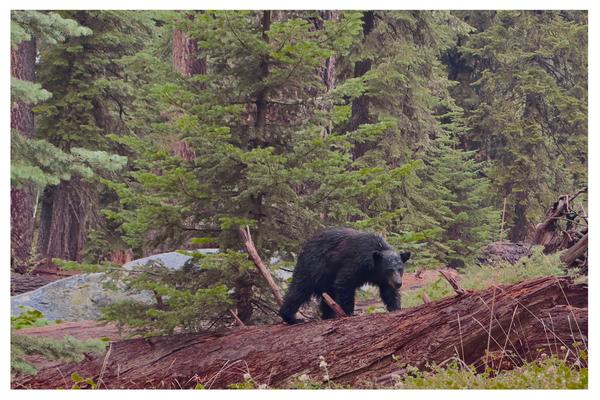 American Black Bear – Kings Canyon/Sequoia National Park Postcard Front