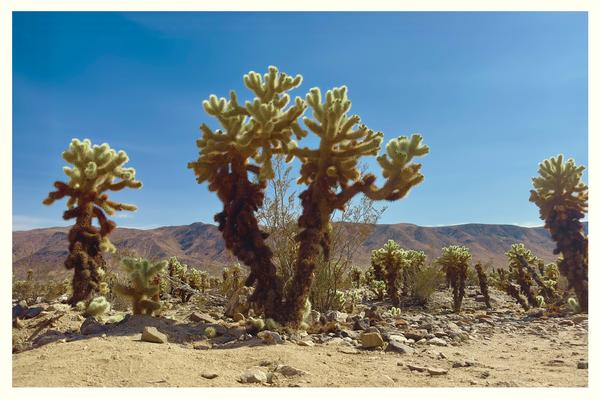 Cactus Garden – Joshua Tree National Park Postcard Front