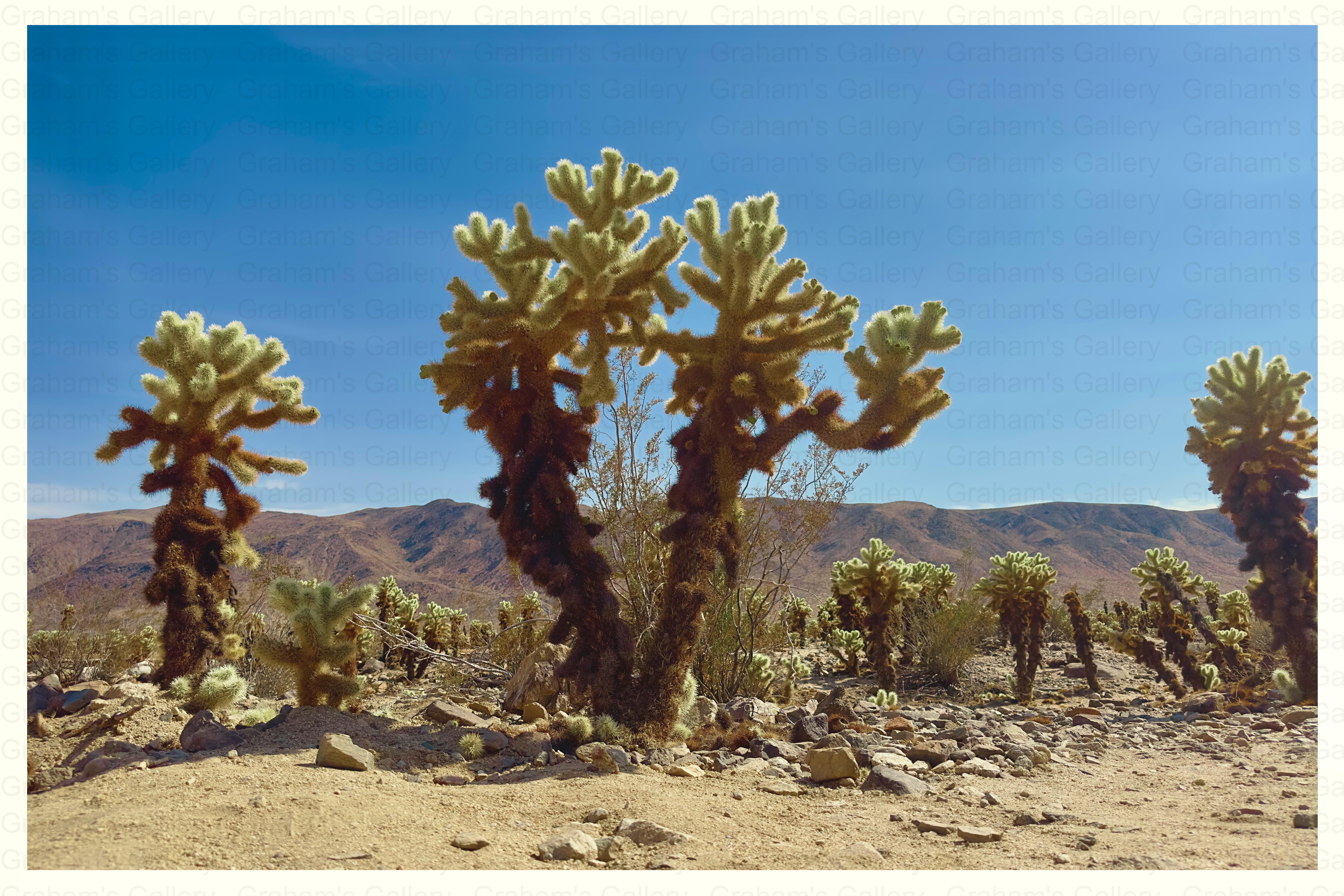 Cactus Garden – Joshua Tree National Park Front