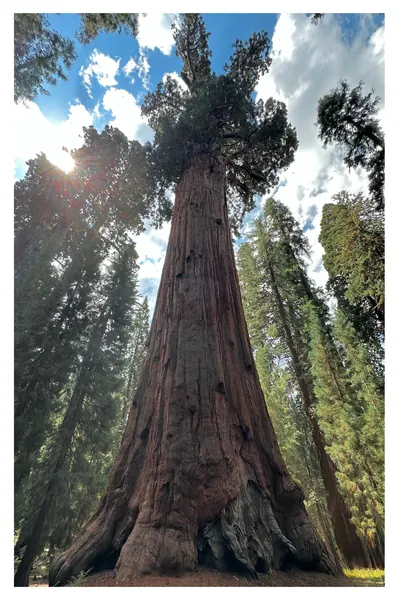 General Sherman Tree - Sequoia National Park Postcard Front