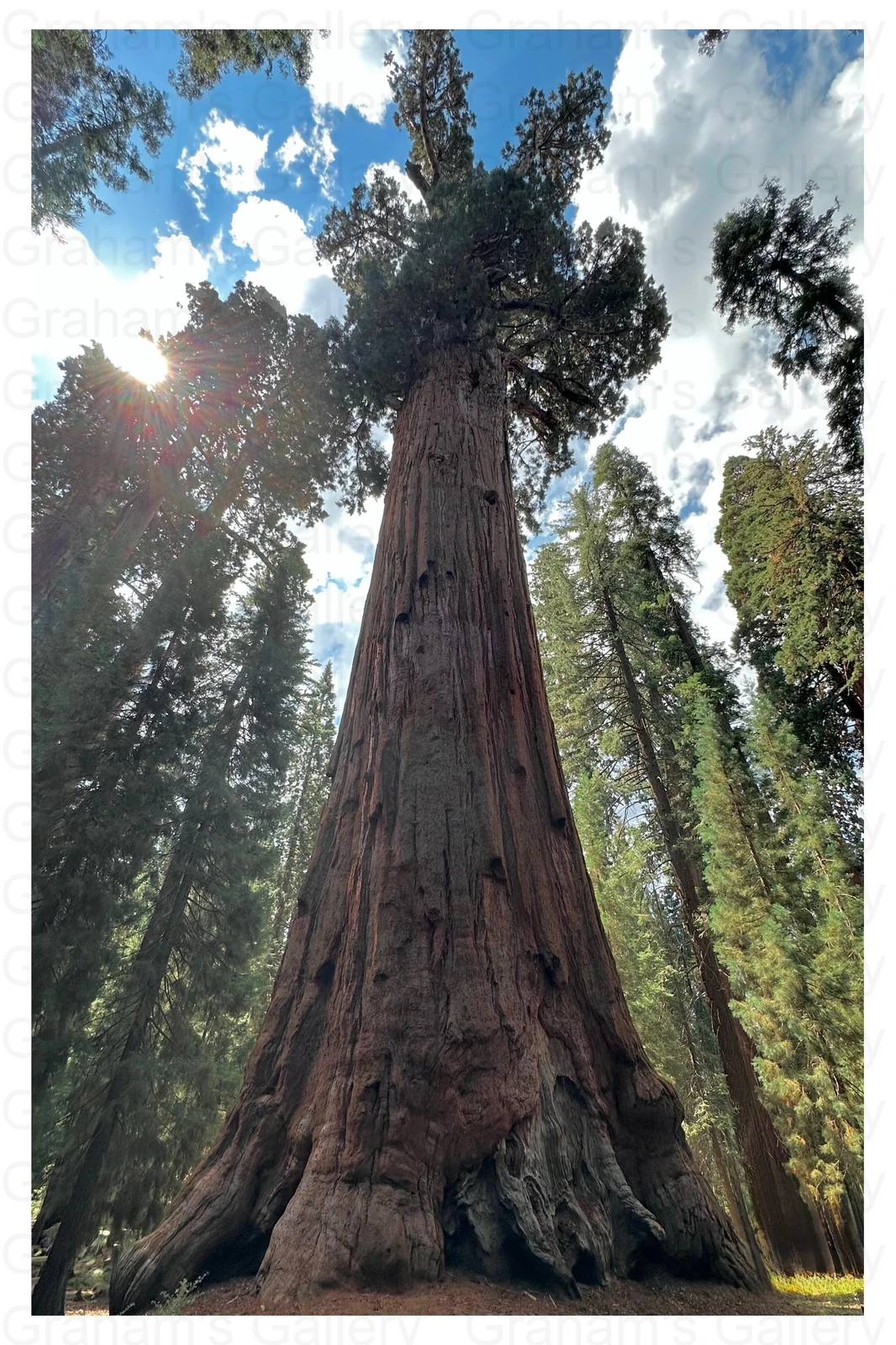 General Sherman Tree - Sequoia National Park Front