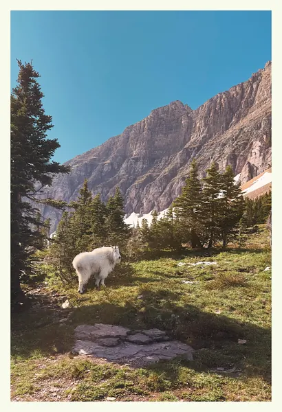 Mountain goat postcard