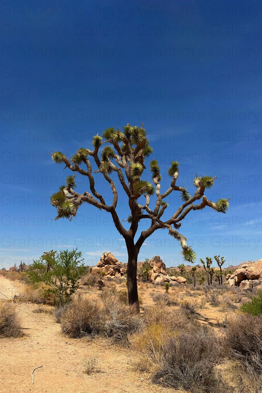 Solo Joshua Tree – Joshua Tree National Park Front