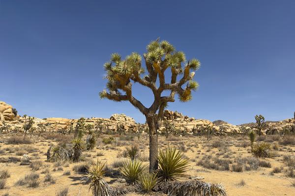Joshua Tree in Front of Rock Formations – Joshua Tree National Park Postcard Front