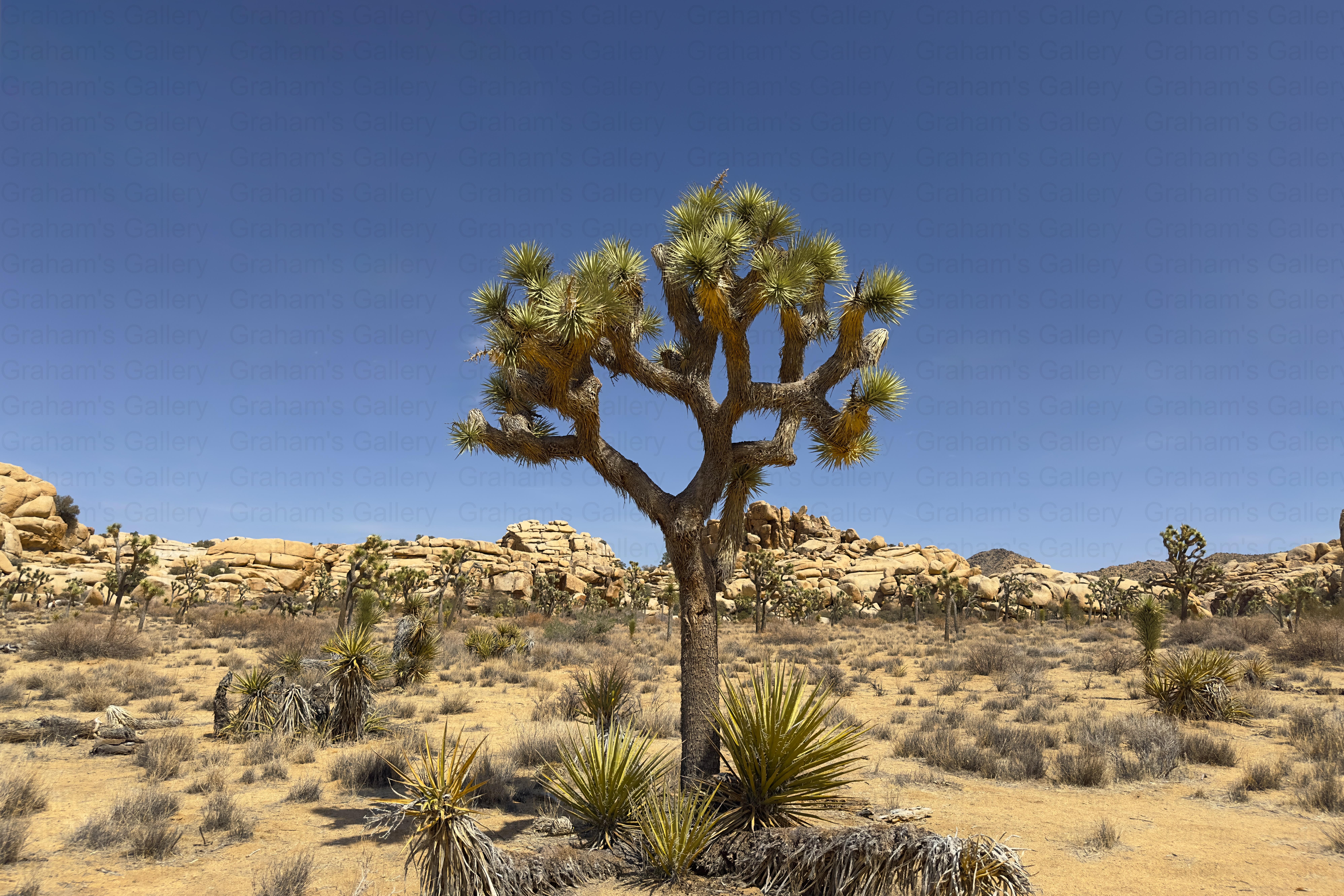 Joshua Tree in Front of Rock Formations – Joshua Tree National Park Front