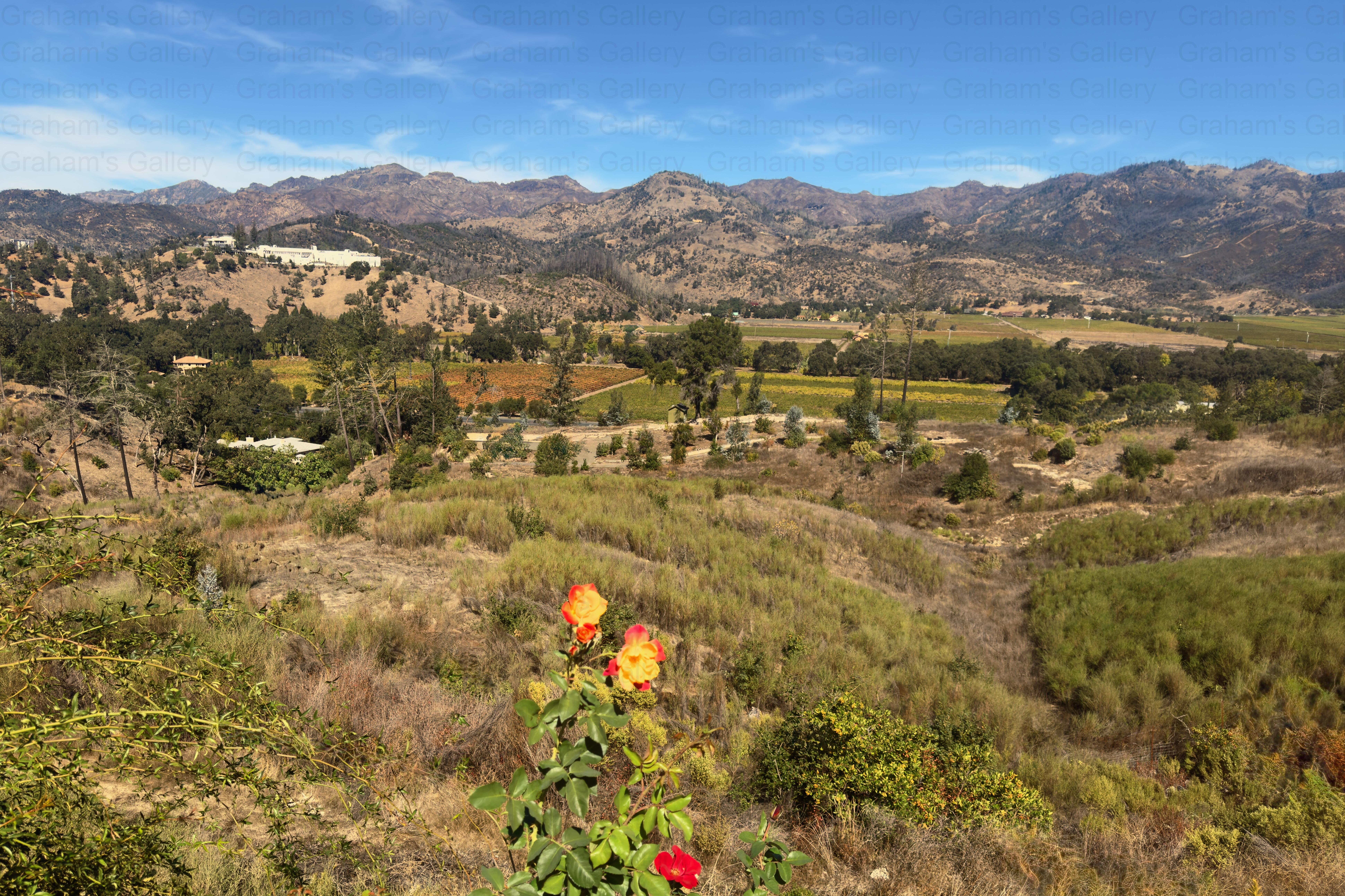 Wine Country – Napa Valley Front