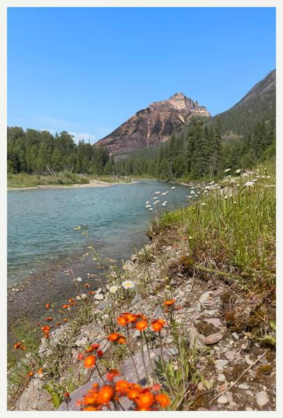 Orange wildflowers - Glacier National Park Postcard Front