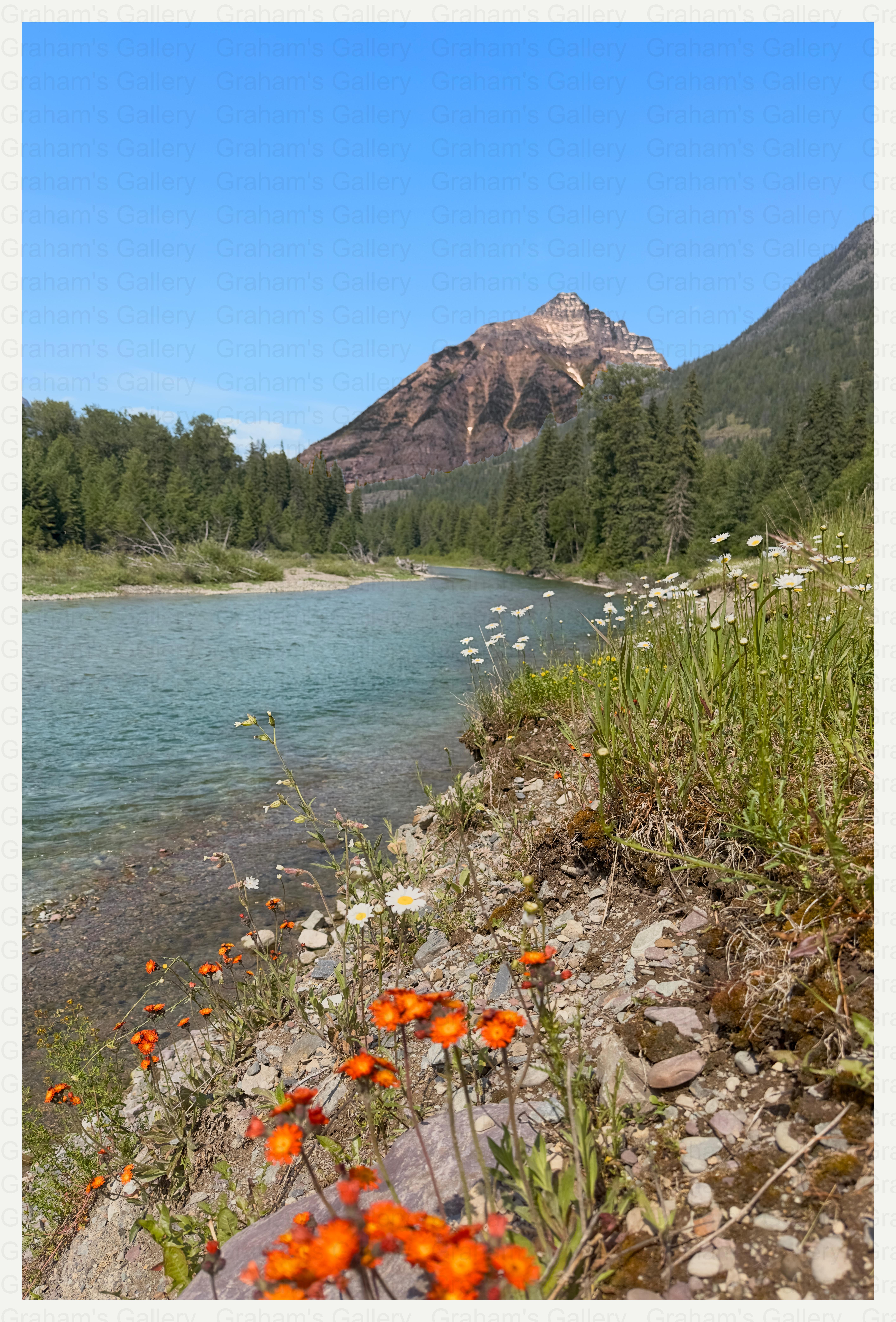 Orange wildflowers - Glacier National Park Front