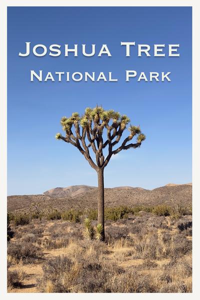 Joshua Tree - Joshua Tree National Park Postcard Front