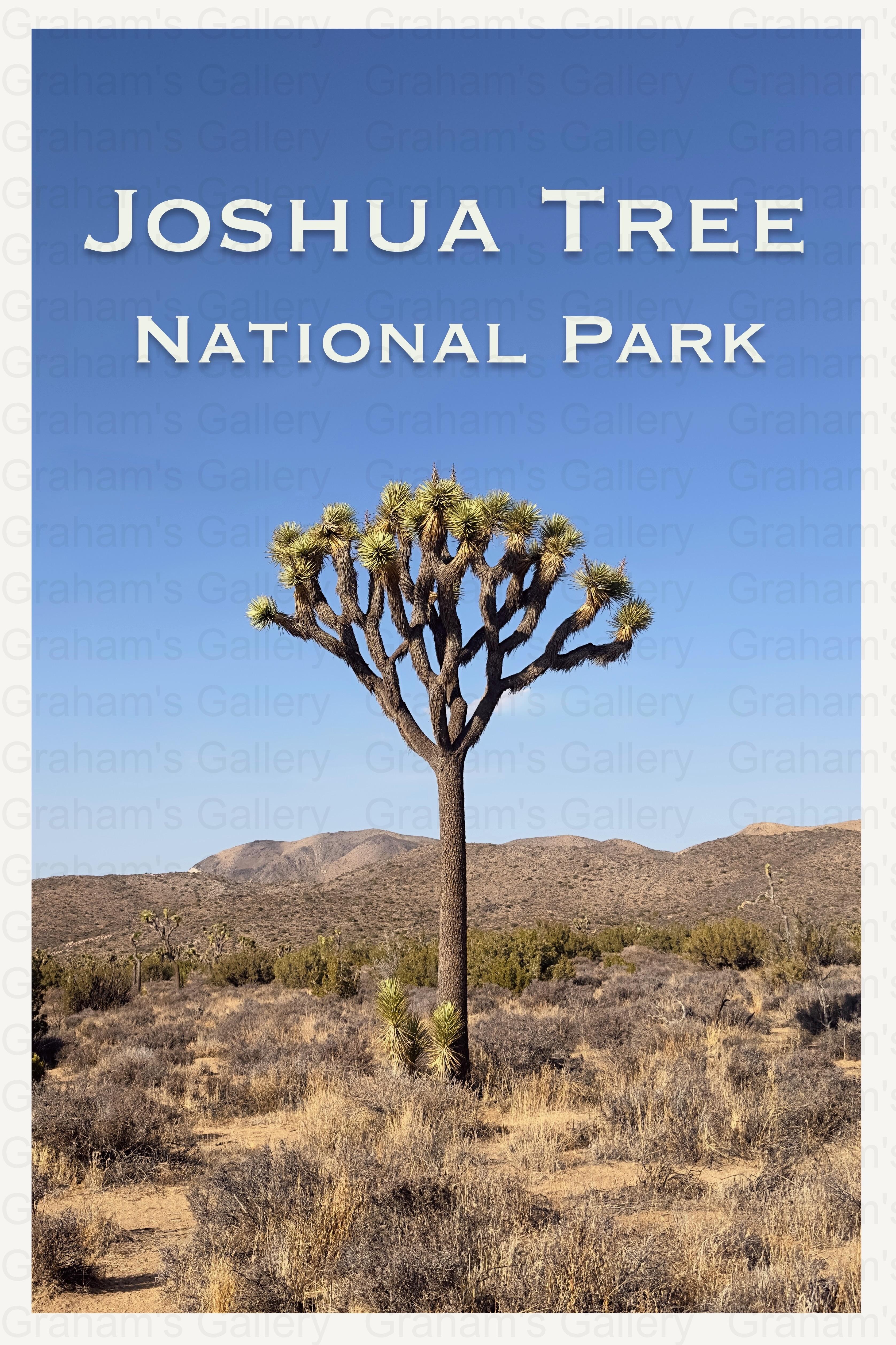 Joshua Tree - Joshua Tree National Park Front